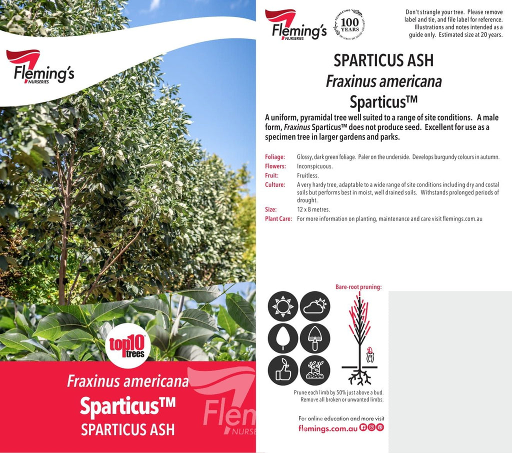 Fraxinus sparzam (45lt)