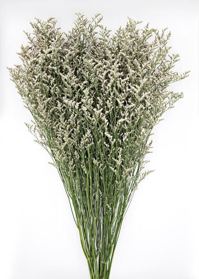 Limonium China Misty (17cm)